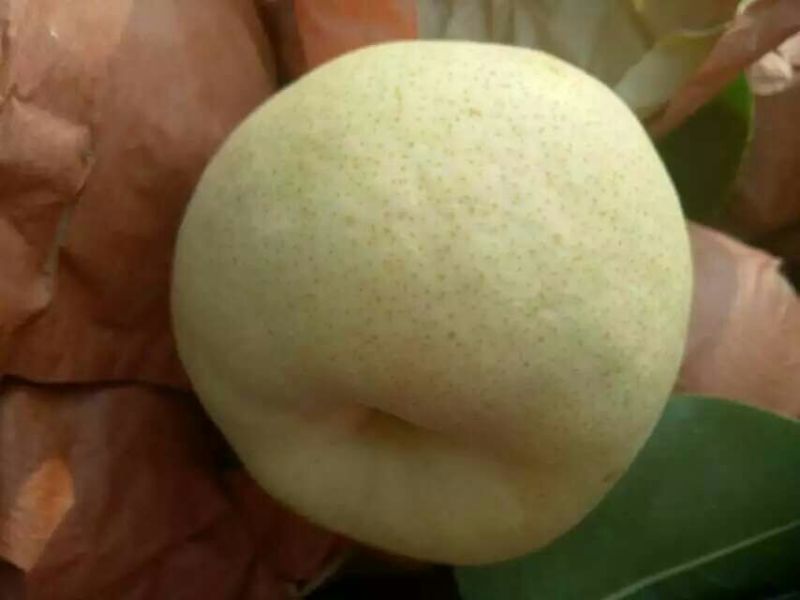 酥梨纸袋