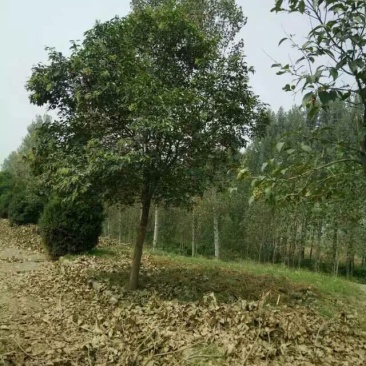大叶女贞4~6cm