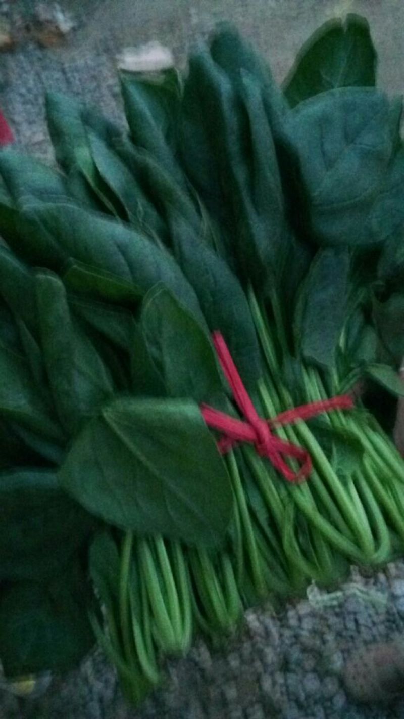 大叶菠菜
