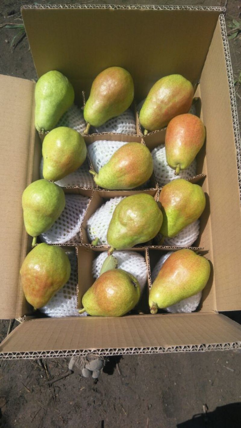 三季梨150~200g光果