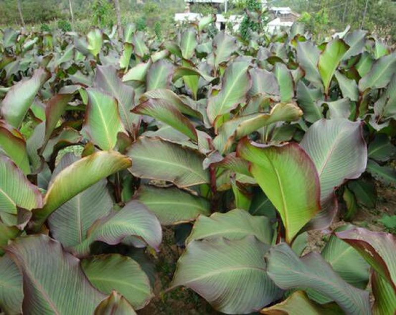 芭蕉芋3厘米以上
