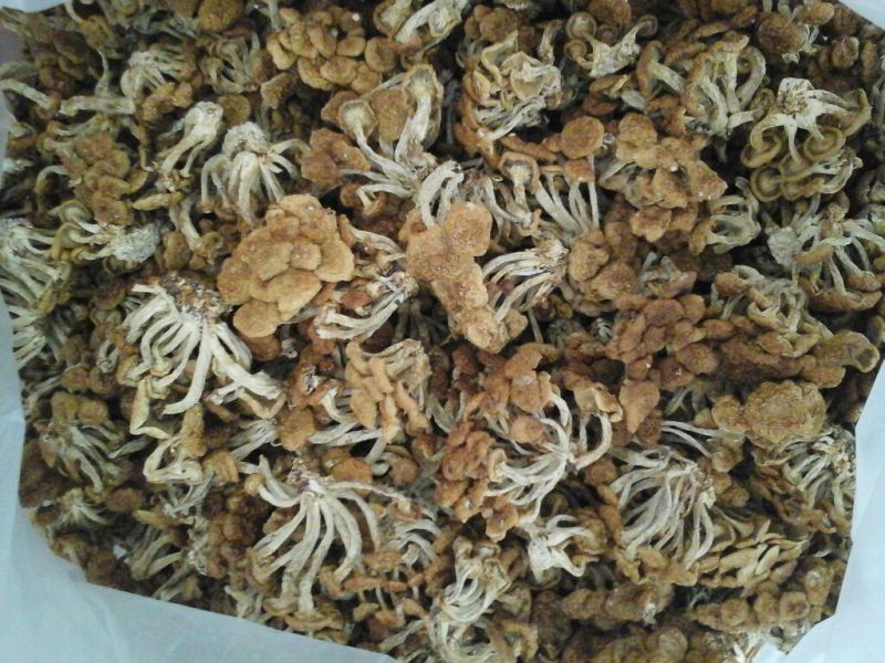滑子菇