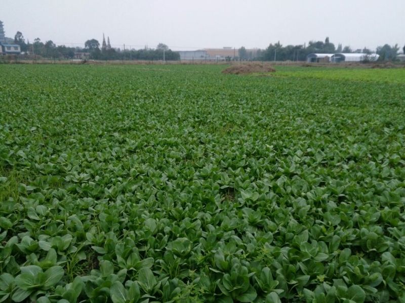 上海青小白菜15~20cm