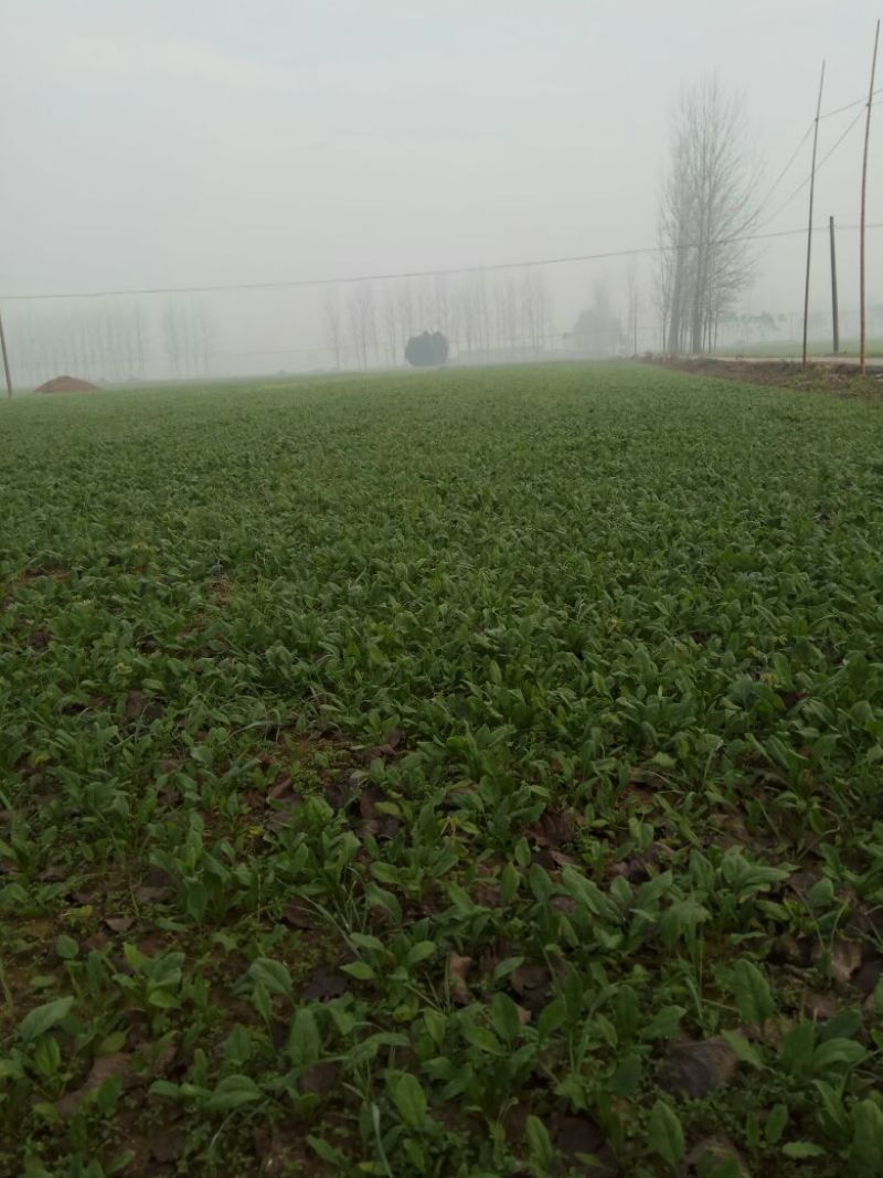 越冬菠菜20~25厘米