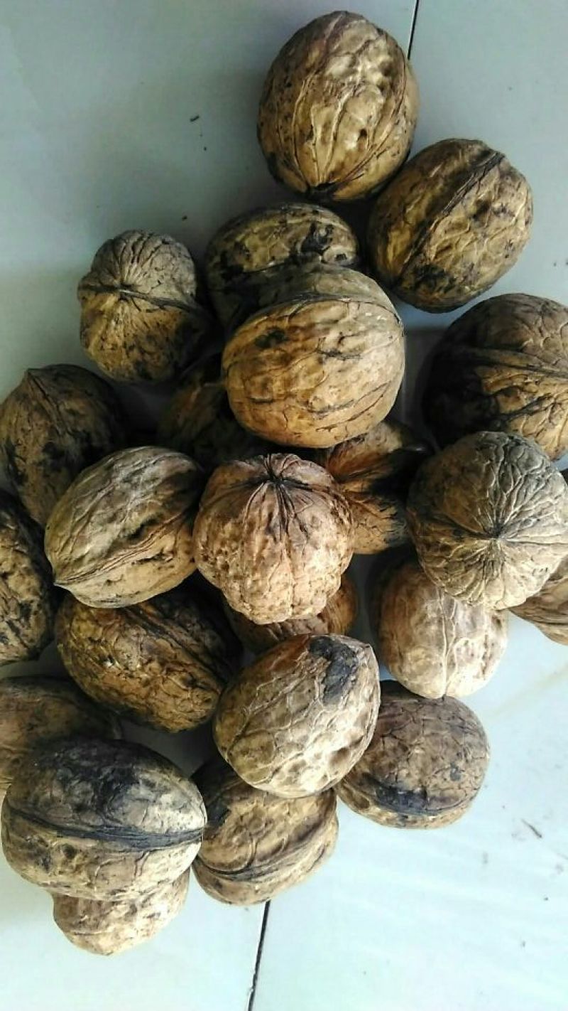 绵核桃30mm以上去皮干