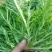 苦菊10~12cm