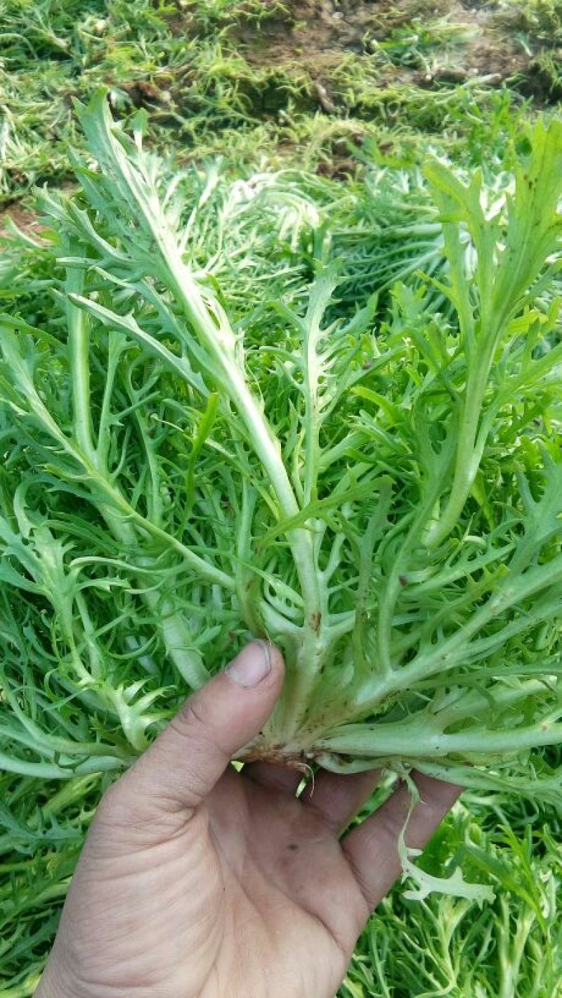 苦菊10~12cm