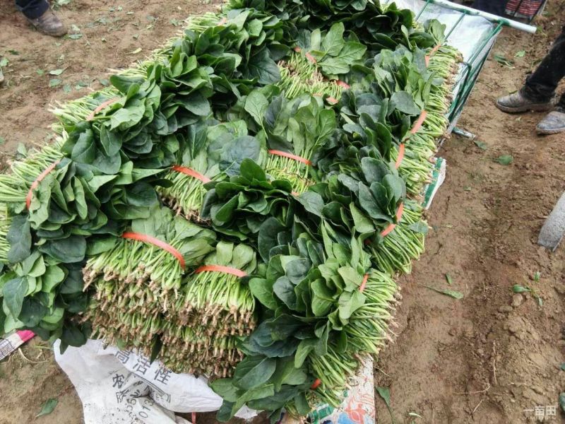大叶菠菜30~35厘米