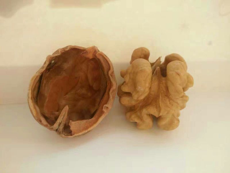 纸皮核桃25mm以下去皮干
