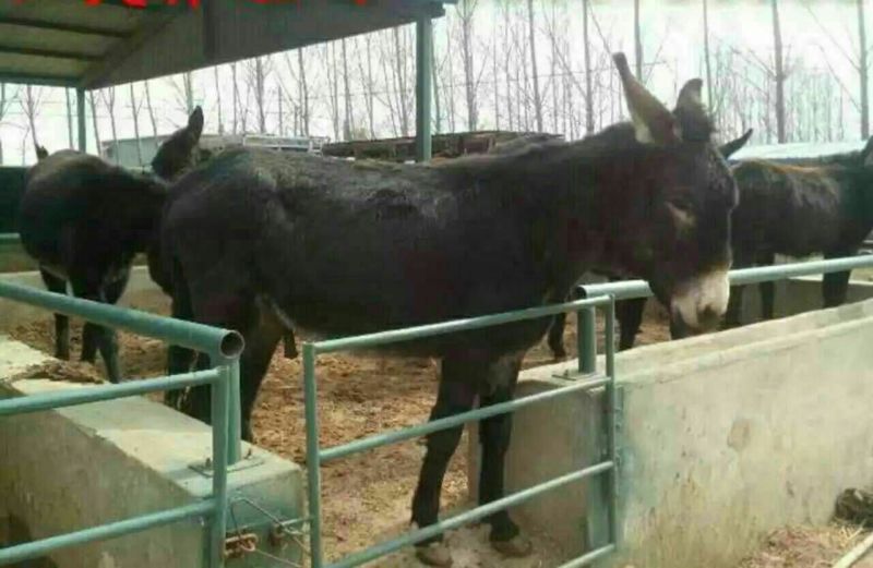 肉驴苗200斤