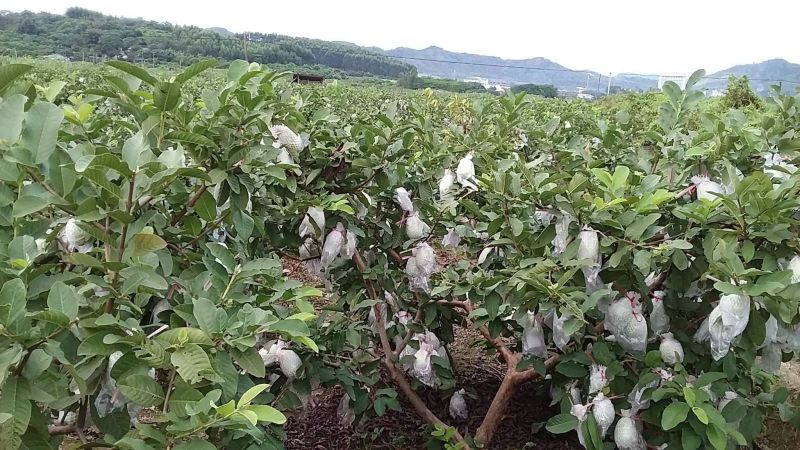 珍珠番石榴80~90mm白心