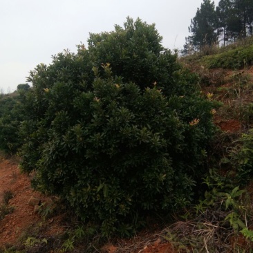 杨梅树261~300cm