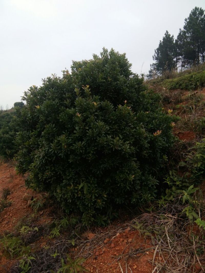 杨梅树261~300cm