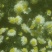 菊花茶