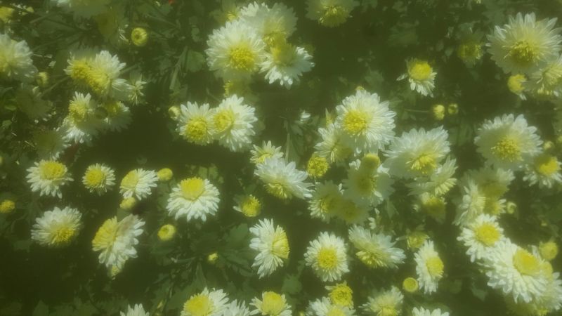 菊花茶