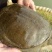生态甲鱼2.5~3斤