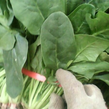 名门菠菜
