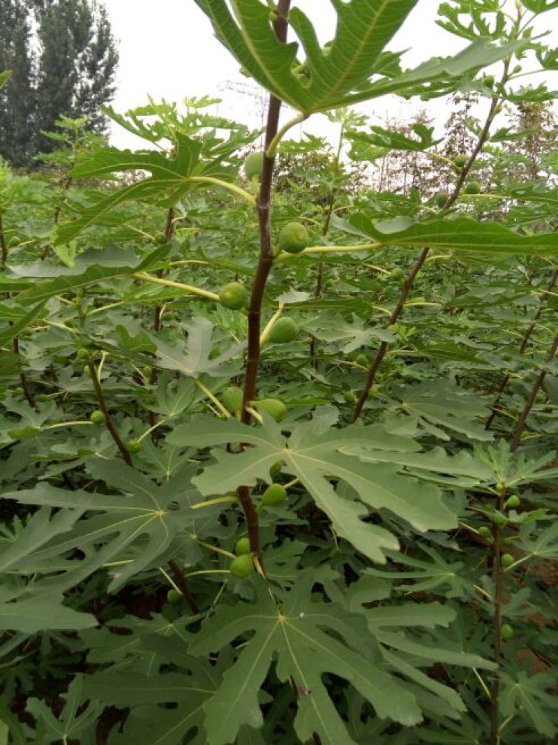 无花果树80~100cm