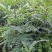 皂角树苗80~100cm
