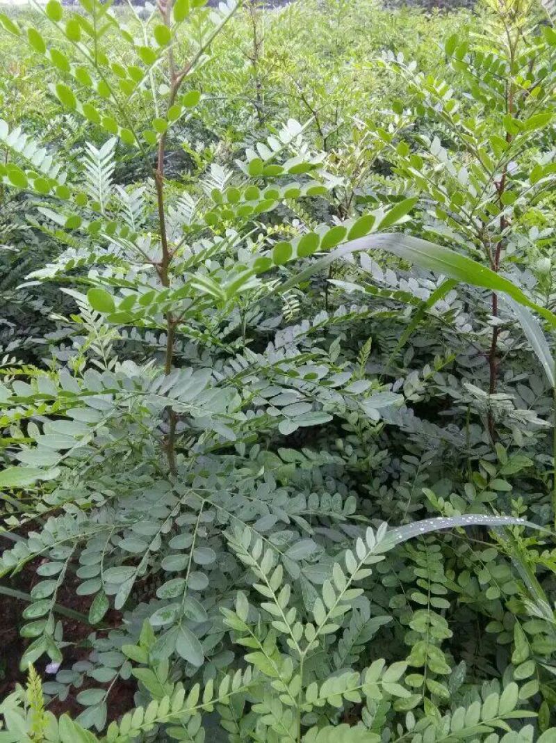 皂角树苗80~100cm