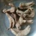 野生天麻特级