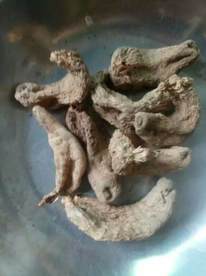 野生天麻特级