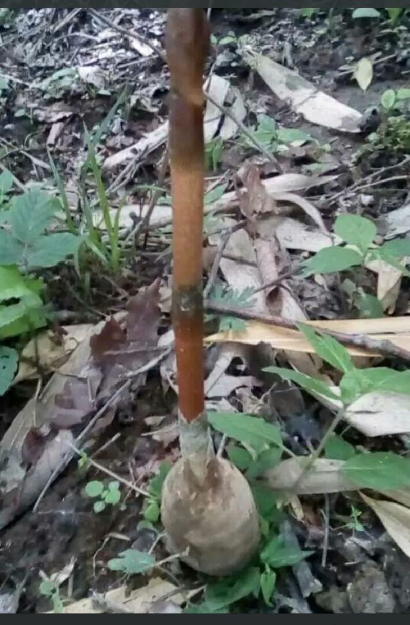 野生天麻特级