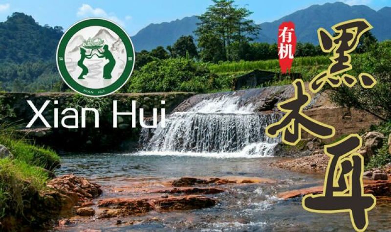 黑木耳一级