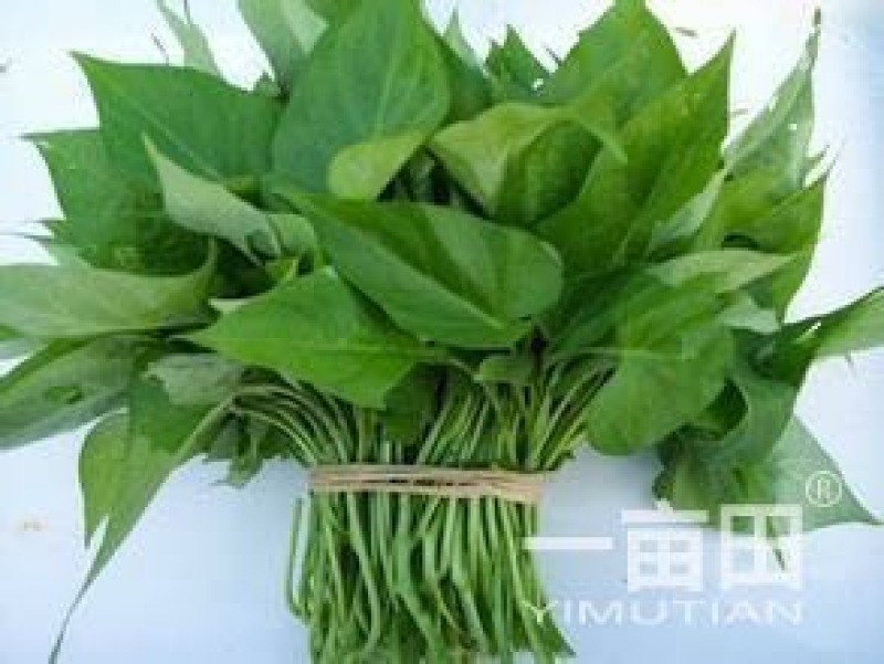 薯尖