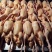 主营：肉鸭、掉白、土鸭、蛋鸭、花边、木鸭等鸡鸭鹅兔产品。