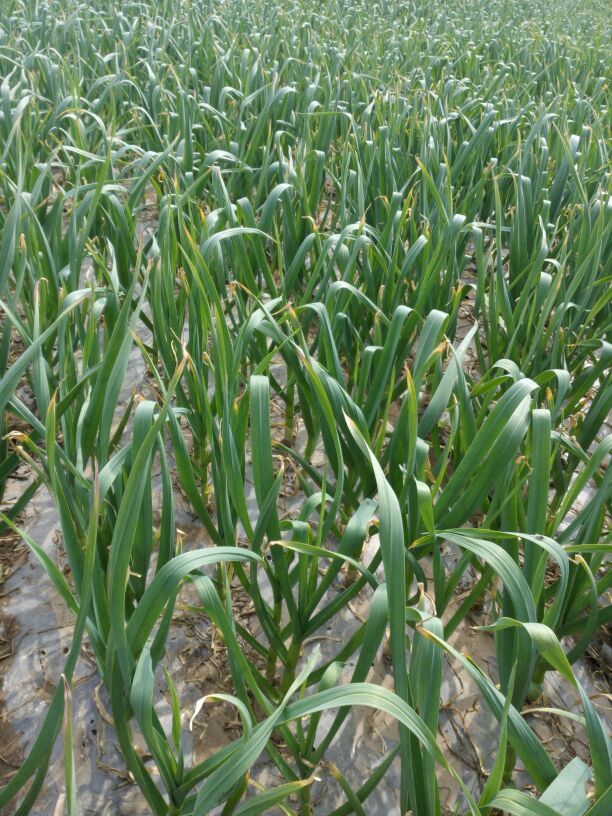 鲜蒜河南开封市杞县_批发_供应-一亩田农业网