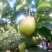 红香酥梨60起