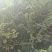 紫薇2~4cm1.5~2米1~2米