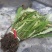 肾蕨