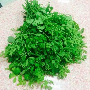 辣木茶一级