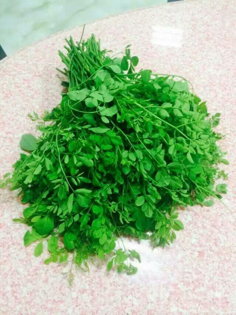 辣木茶一级