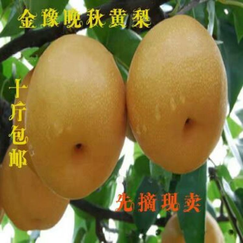 晚秋黄梨纸袋250~300g