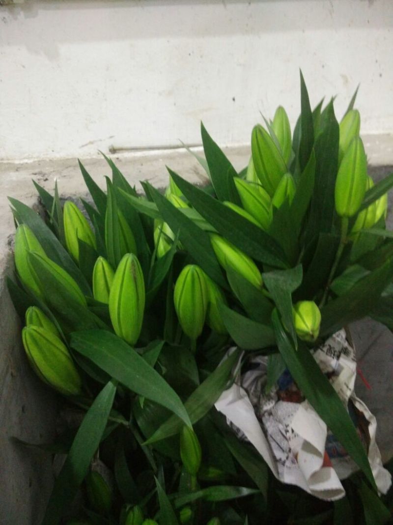 荷兰百合4以上