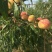 沂蒙霜红桃树苗80cm以上