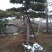 造型松10公分
