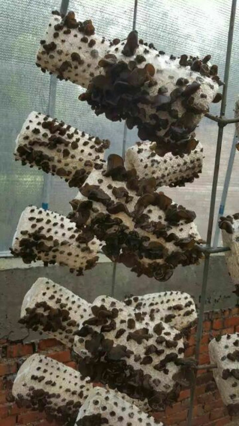黑木耳特级
