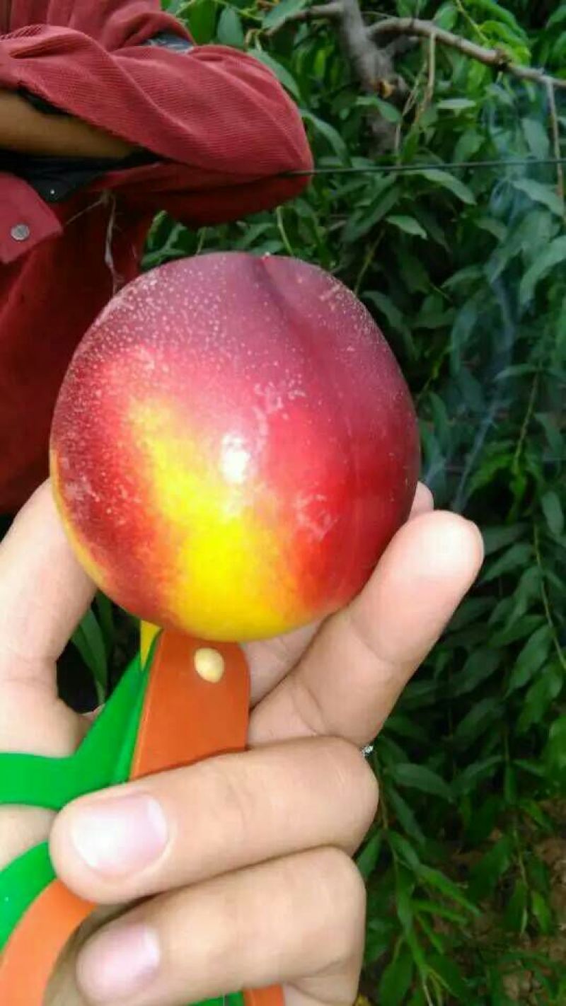 【推荐】陕西大棚中油桃中油5号一手货源薄利多销