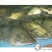 翘嘴鳜食用活鱼20~30cm