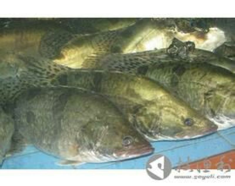 翘嘴鳜食用活鱼20~30cm