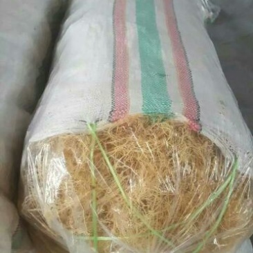 龙须菜嫩〈鹿角菜〉海石花海龙须。。