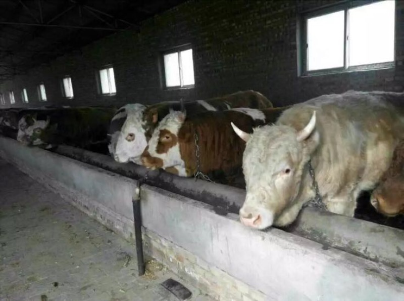肉牛