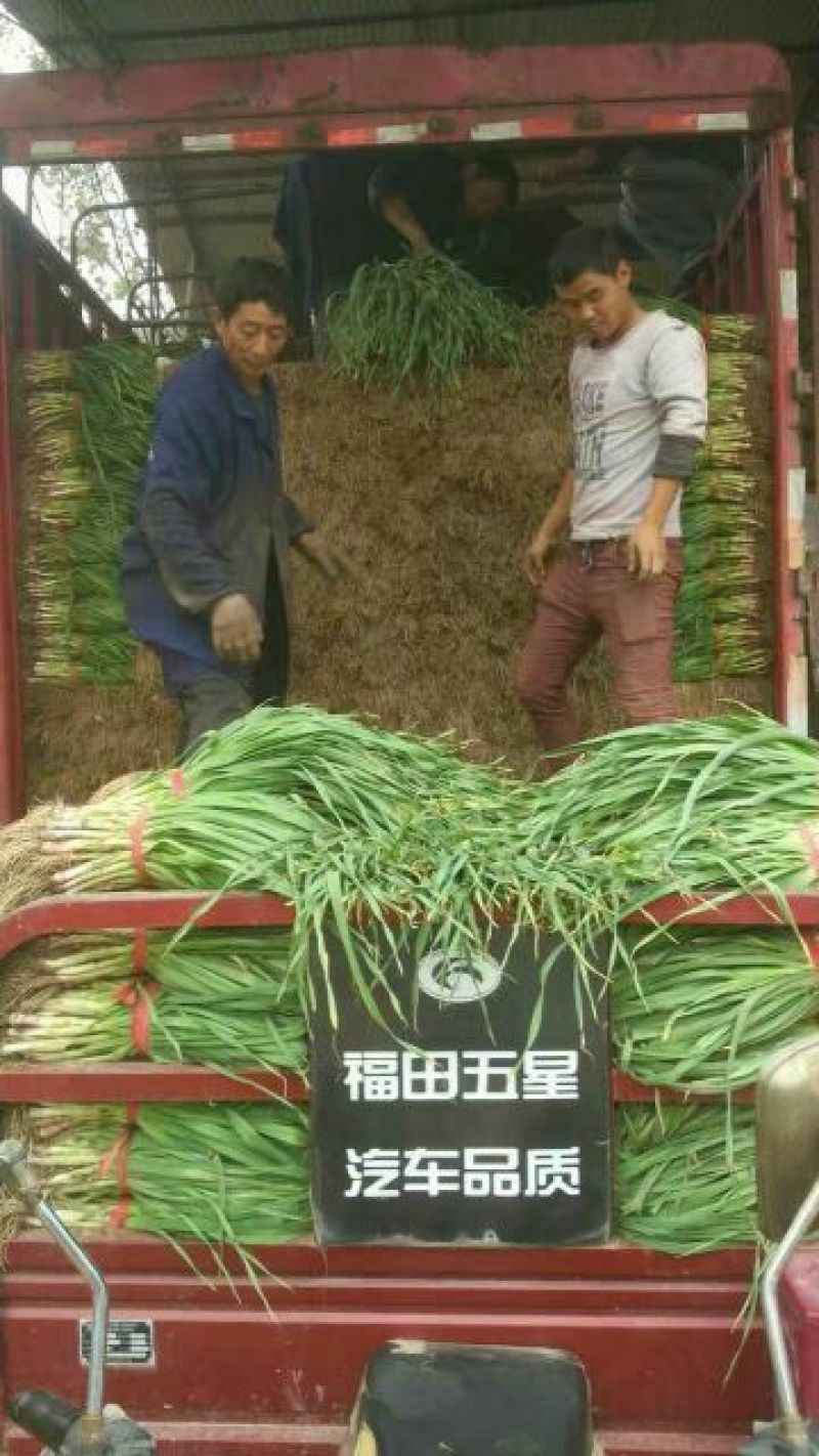 红根蒜苗40cm以下