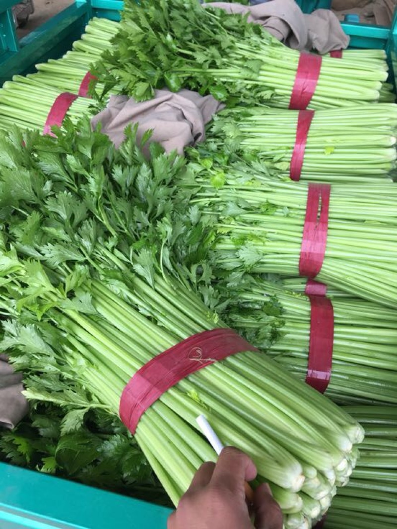 西芹50cm以上！大量上市长期合作要量大私聊支持发货