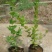 盆栽蓝莓苗四季蓝莓树苗南北方种植带花特大地栽阳台果树当年