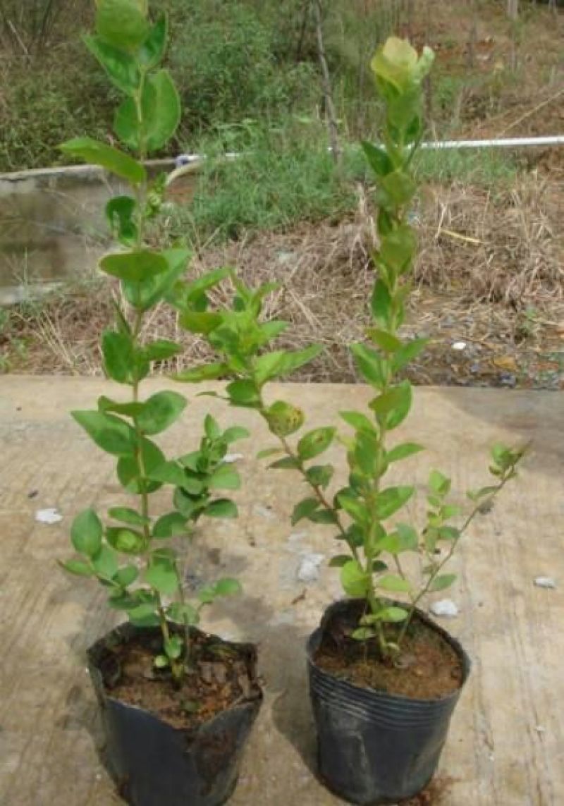 盆栽蓝莓苗四季蓝莓树苗南北方种植带花特大地栽阳台果树当年
